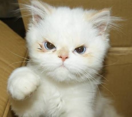angry kitten.jpg